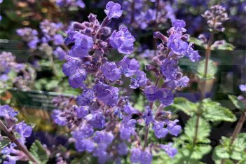 Котовник Фассена Пуршен Блу Purrsian Blue