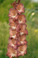 Гладиолус Майлиш Gladiolus Majlish