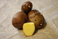 сорт Ариэль семенной картофель