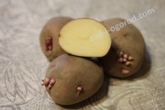 сорт Ильинский семенной картофель