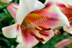 Лилия Пэшн Мун ОТ-гибрид Lilium Passion Moon