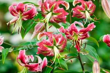 Лилия Блэк Бьюти ОТ-гибрид Lilium Black Beauty