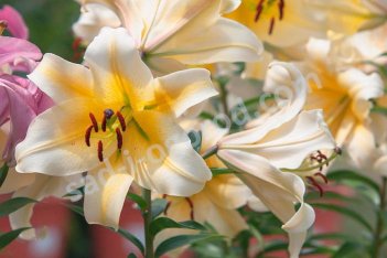 Лилия Конка Д'Ор ОТ-гибрид Lilium Conca D'Or