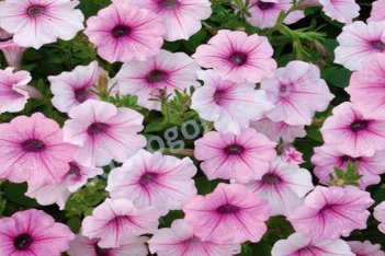 Кашпо сурфиния Пинк Вайн Petunia Pink Wein