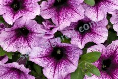 Кашпо сурфиния Пурпл Вайн Purple Vein