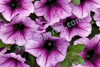 Кашпо сурфиния Пурпл Вайн Surfinia® Purple Vein