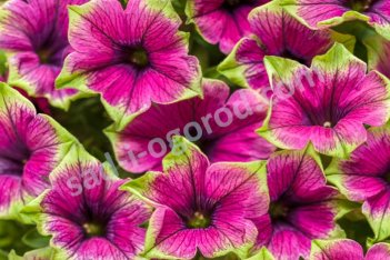 Кашпо петуния ампельная Пикассо ин Пурпл Petunia Picasso in Purple