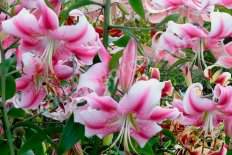 Лилия Анастасия ОТ-гибрид Lilium Anastasia