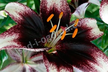 Лилия азиатская Стракьятелла Евент Lilium Stracciatella Event