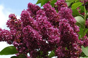 Сирень обыкновенная Шарль Жоли Syringa vulgaris Charles Joly