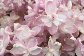 Сирень обыкновенная Жемчужина Syringa vulgaris Zhemchuzhina