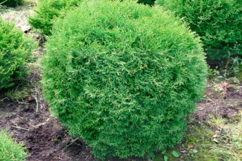 Туя Литл Гиант Thuja occidentalis Little Giant