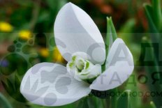 Подснежник Элвиса Полар Беар Galanthus elwesii Polar Bear