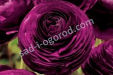 Лютик азиатский Авив Парс Ranunculus asiaticus Aviv Paars