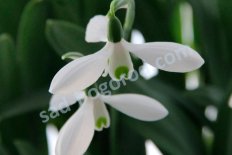 Подснежник Элвиса Маунт Эверест Galanthus elwesii Mount Everest