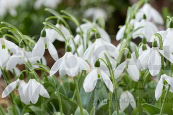 Подснежник Элвиса Маунт Эверест Galanthus elwesii Mount Everest