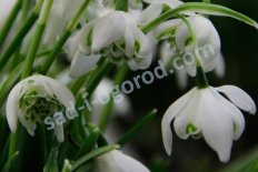 Подснежник Дионисис Galanthus Dionysus