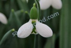 Подснежник Элвиса Белуга Galanthus elwesii Beluga