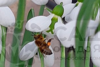 Подснежник Элвиса Белуга Galanthus elwesii Beluga