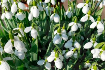 Подснежник Элвиса Белуга Galanthus elwesii Beluga