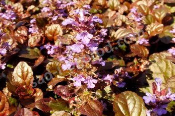 Живучка ползучая Дарк Махагон Ajuga reptans Dark Mahogony