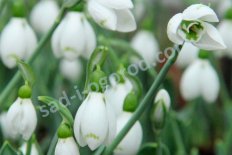 Подснежник Элвиса Сноу Фокс Galanthus elwesii Snow Fox
