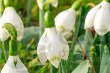 Подснежник Элвиса Сноу Фокс Galanthus elwesii Snow Fox