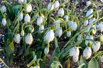 Подснежник Элвиса Сноу Фокс Galanthus elwesii Snow Fox