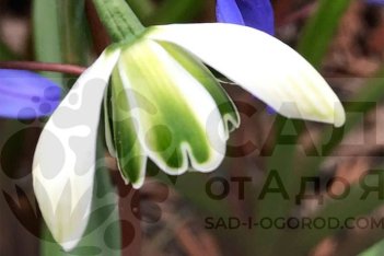 Подснежник Ипполита Galanthus 'Hippolyta'