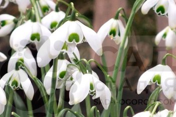 Подснежник Ипполита Galanthus 'Hippolyta'