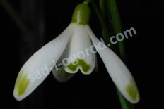 Подснежник снежный Galanthus nivalis Viridapice