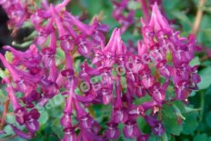 Хохлатка Перпл Берд плотная Corydalis solida Purple Bird