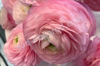 Лютик Элеганс Роза Кьяро Ranunculus Elegance® Rosa Chiaro