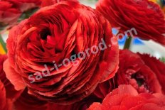 Лютик Элеганс Чокколато Ranunculus Elegance® Cioccolato