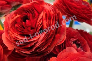 Лютик Элеганс Чокколато Ranunculus Elegance® Cioccolato