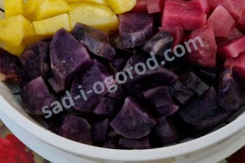 Сорт Сирень картофель семенной