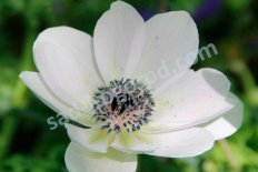 Анемона корончатая Брайд Anemone coronaria Bride