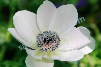 Анемона корончатая Брайд Anemone coronaria Bride