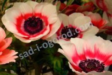 Анемона корончатая Дуэт Anemone coronaria Duet