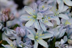 Пролеска (сцилла) Мищенко Scilla mischtschenkoana Tubergeniana