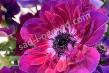 Анемона корончатая Мистраль Бордо Anemone coronaria Mistral® Bordeaux