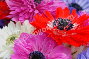 Анемона корончатая Сэйнт Бриджит Anemone coronaria St. Brigid