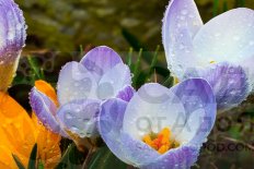 Крокус золотистый Блю Марлин Crocus chrysanthus Blue Marlin