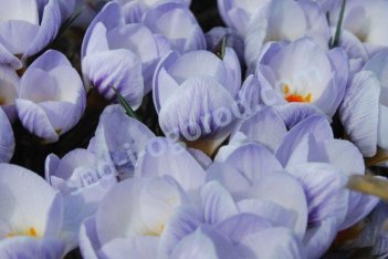 Крокус золотистый Блю Марлин Crocus chrysanthus Blue Marlin