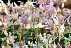 Кандык гибридный Erythronium californicum x revolutum