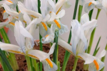 Ирис сетчатый Наташа Iris reticulata Natascha