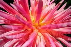 Георгина кактусовая Бора Бора Dahlia Cactus Bora Bora