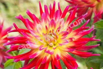 Георгина Бора Бора кактусовая Dahlia Cactus Bora Bora