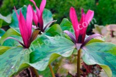 Триллиум сидячий Trillium sessile