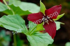 Триллиум прямостоячий Trillium erectum